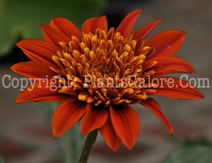 PGC-A-Gazania-SunBathers-Malibu-2011-05-001