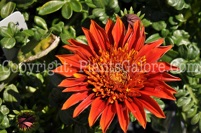 PGC-A-Gazania-SunBathers-Sunset-2010-04