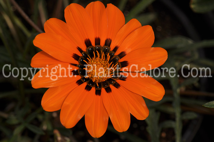 PGC-A-Gazania-Tanger-04-2012-2