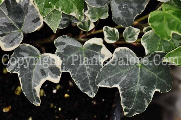 PGC-V-Hedera-helix-Glacier-nk-2010-1