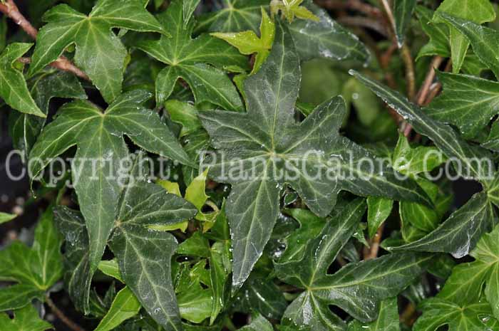 PGC-V-Hedera-helix-Ritterkreuz-nk-2010-1