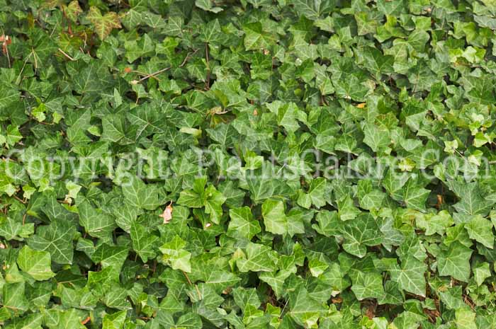 PGC-V-Hedera-helix-aka-English-Ivy-1