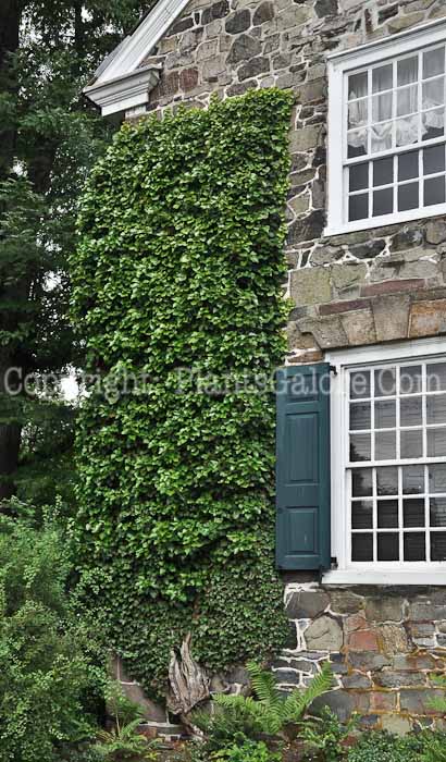 PGC-V-Hedera-helix-aka-English-Ivy-3