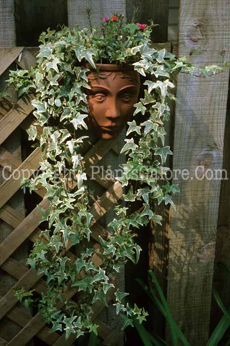 PGC-V-Hedera-helix-aka-English-Ivy-4