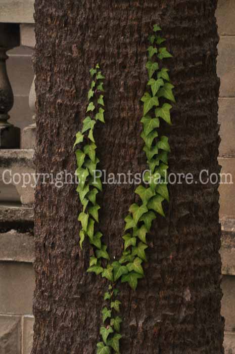 PGC-V-Hedera-helix-aka-English-Ivy-5