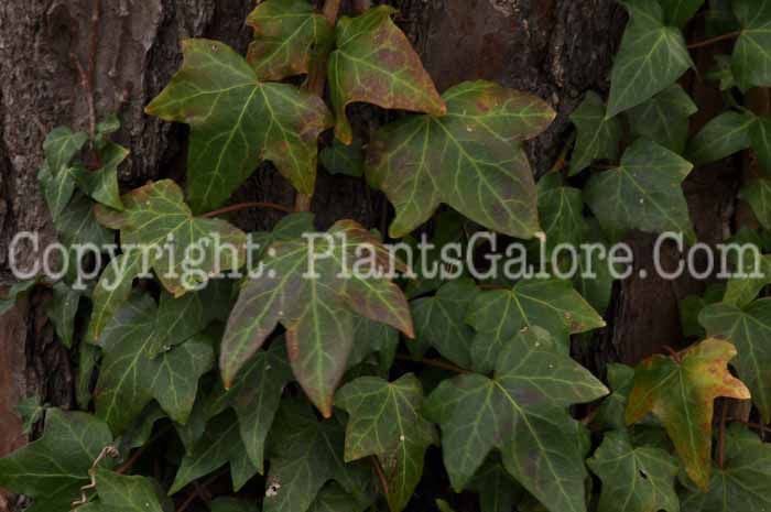 PGC-V-Hedera-helix-aka-English-Ivy-6