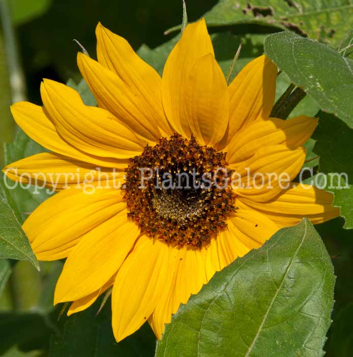 PGC-P-Helianthus-annuus-Holiday-0714-1