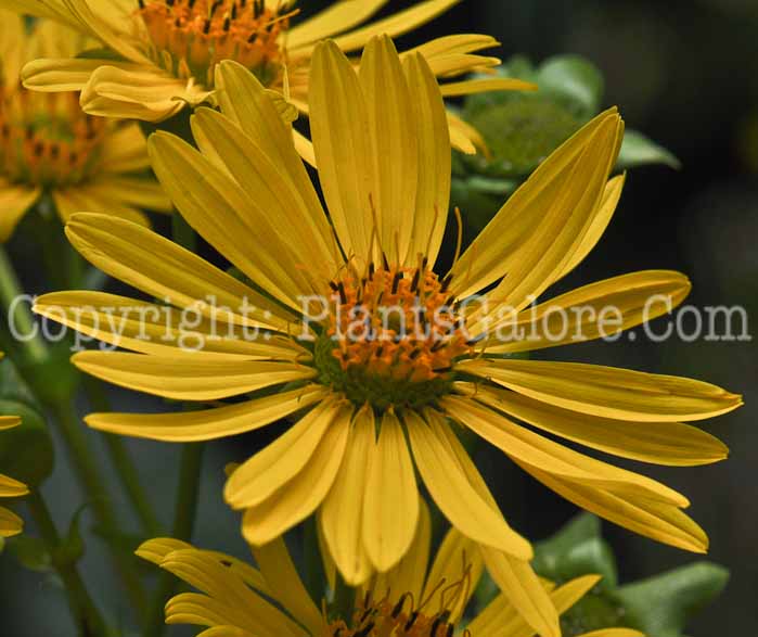 PGC-P-Helianthus-mollis-2010-02