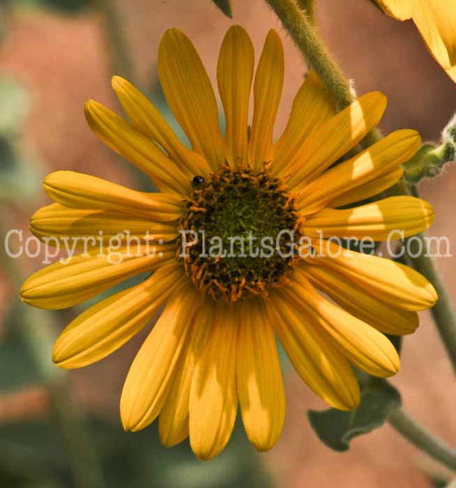 PGC-P-Helianthus-mollis-2010-04