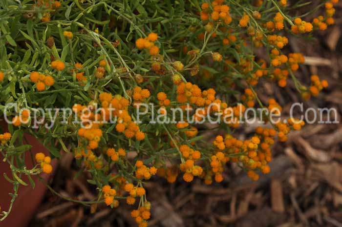 PGC-A-Helichrysum-Silver-Leaf-Yellow-1