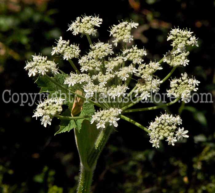 PGC-P-Heracleum-lanatum-aka-Cowparsnip-1