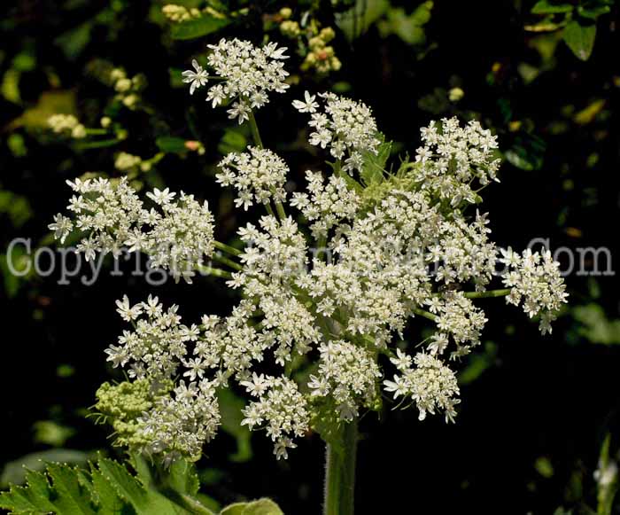 PGC-P-Heracleum-lanatum-aka-Cowparsnip-3