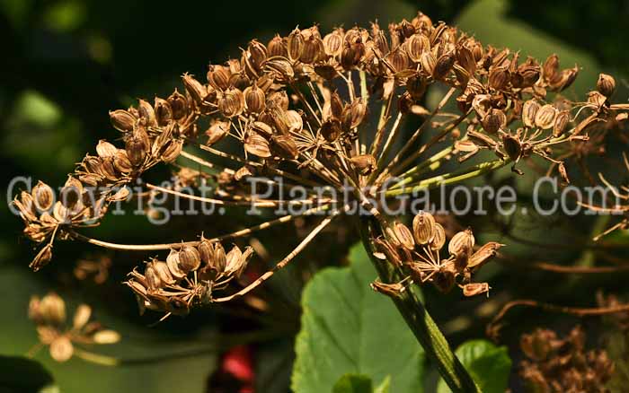 PGC-P-Heracleum-maximum-aka-Cowparsnip-17