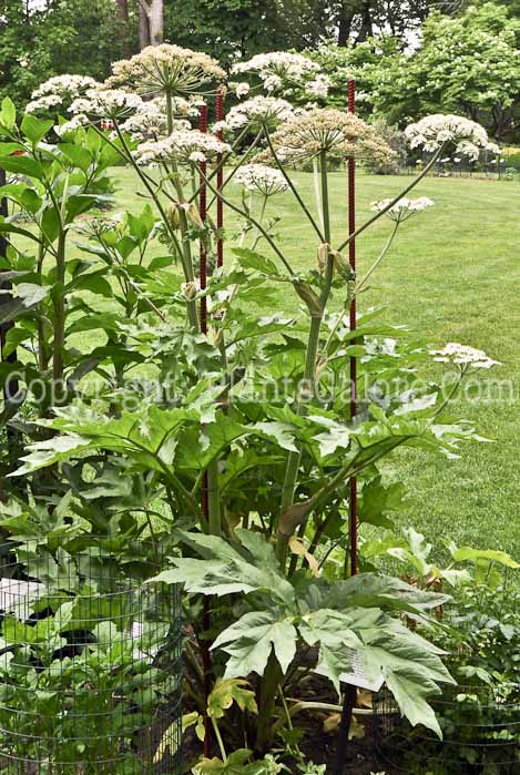 PGC-P-Heracleum-maximum-aka-Cowparsnip-5