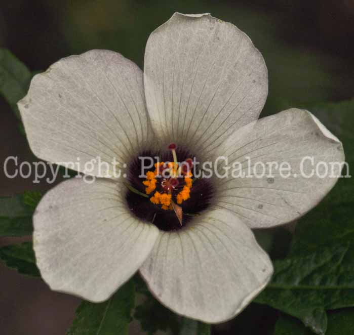 PGC-P-Hibiscus-cannabinus-2010-53-004