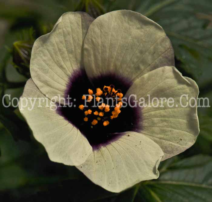 PGC-P-Hibiscus-cannibinus-Amethyst-2010-04