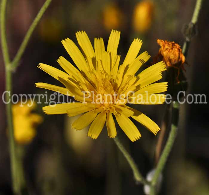 PGC-P-Hieracium-maculatum-Leopard-2010-002