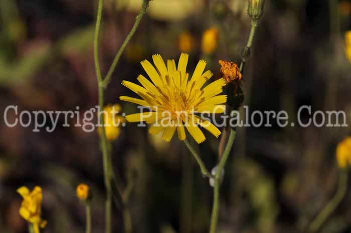 PGC-P-Hieracium-maculatum-Leopard-2010-001