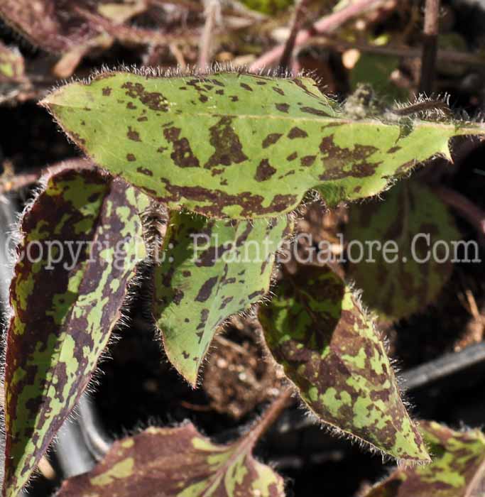 PGC-P-Hieracium-maculatum-Leopard-2010-003