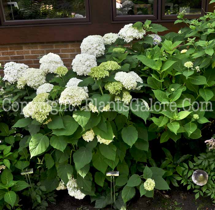 PGC-S-Hydrangea-Annabelle-2012-1