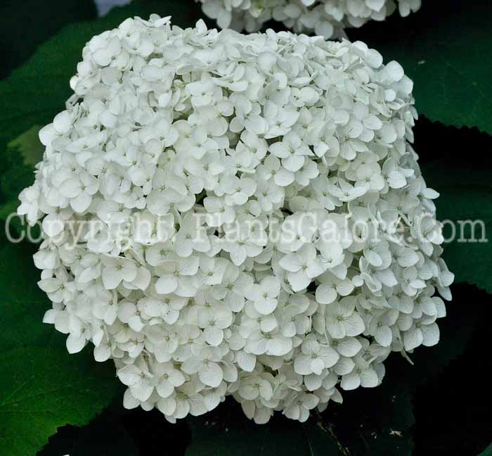 PGC-S-Hydrangea-Annabelle-2012-2