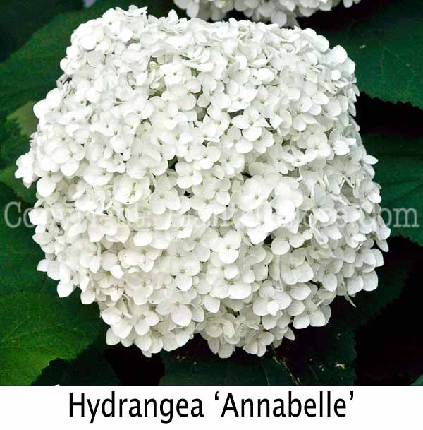 PGC-S-Hydrangea-Annabelle-2012-2-Edit