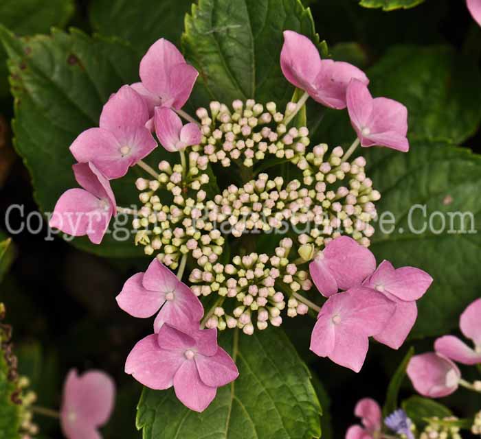 PGC-S-Hydrangea-Lynn-2010-001