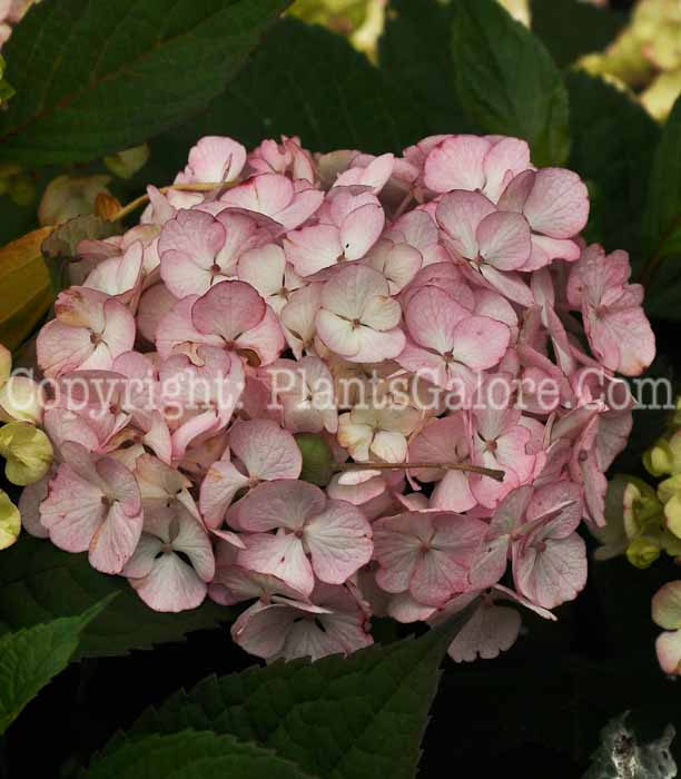 PGC-S-Hydrangea-Prezlosa-08-2012-1