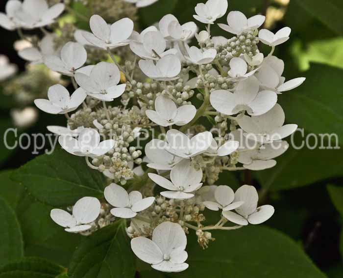 PGC-S-Hydrangea-Quick-Fire-2012-1