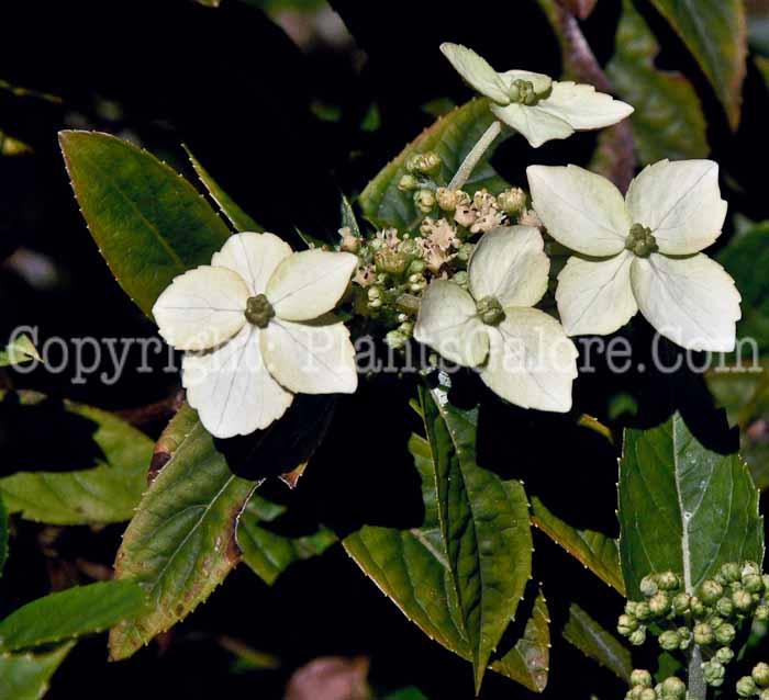 PGC-S-Hydrangea-chinensis-04-2012.jpg-2