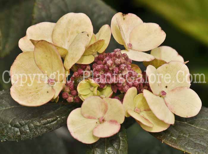 PGC-S-Hydrangea-paniculata-Bulk-0001