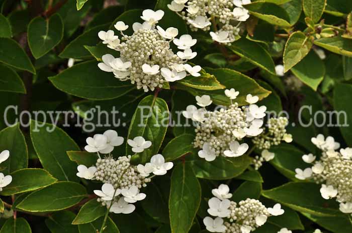 PGC-S-Hydrangea-paniculata-Dharuma-2010-002