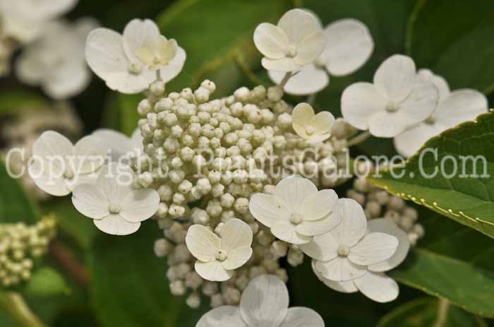 PGC-S-Hydrangea-paniculata-Dharuma-2010-005