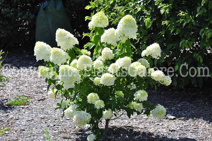 PGC-S-Hydrangea-paniculata-Limelight-813m-1