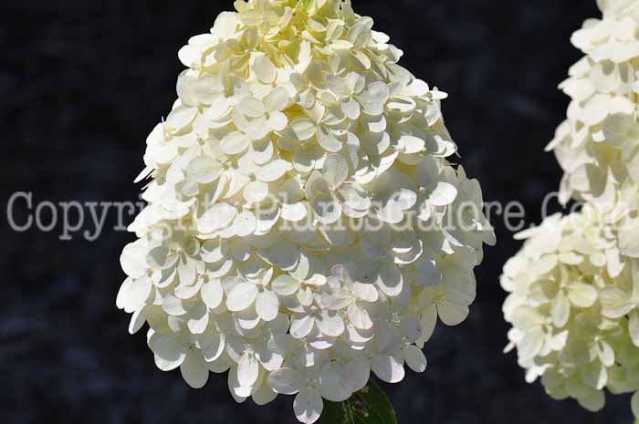 PGC-S-Hydrangea-paniculata-Limelight-813m-3