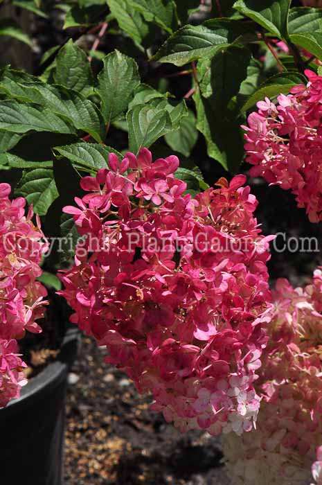 PGC-S-Hydrangea-paniculata-Renhy-813-2