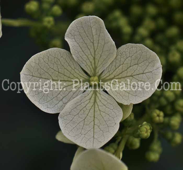 PGC-S-Hydrangea-quercifolia-Alice-2010-02