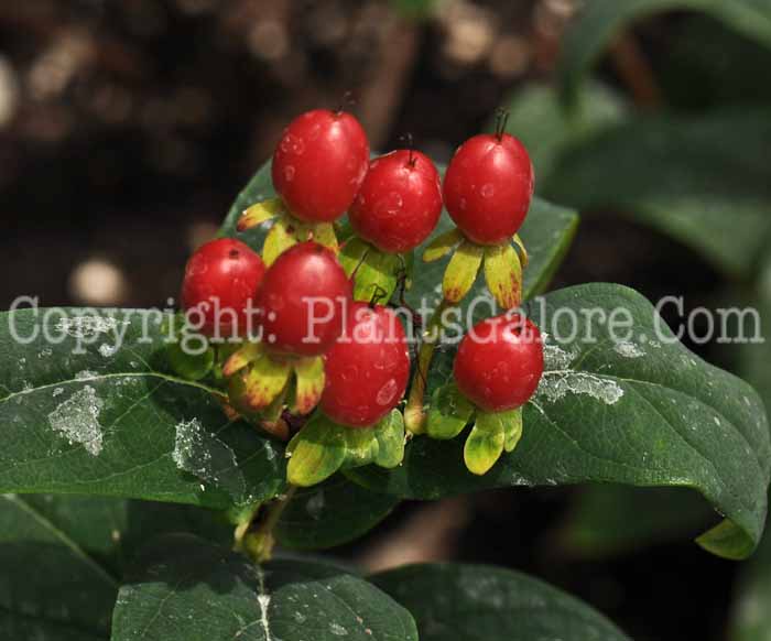 PGC-S-Hypericum-Ignite-Red-2010-001