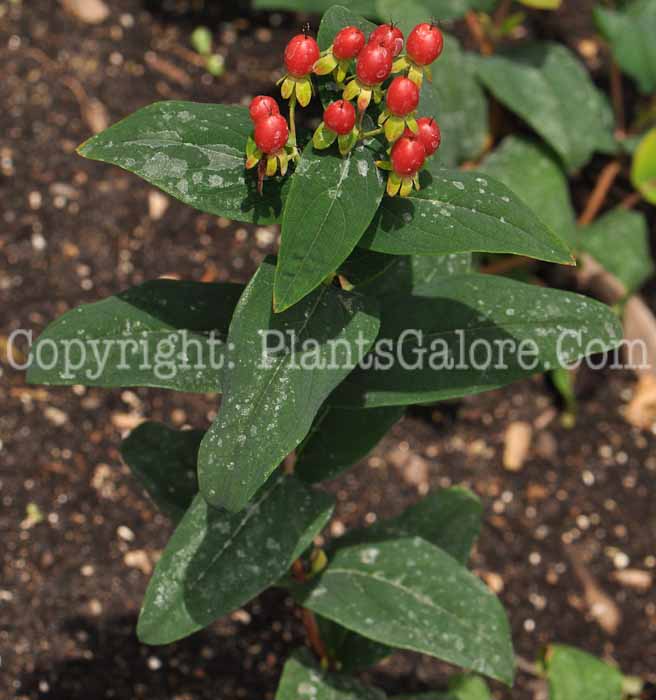 PGC-S-Hypericum-Ignite-Red-2010-003