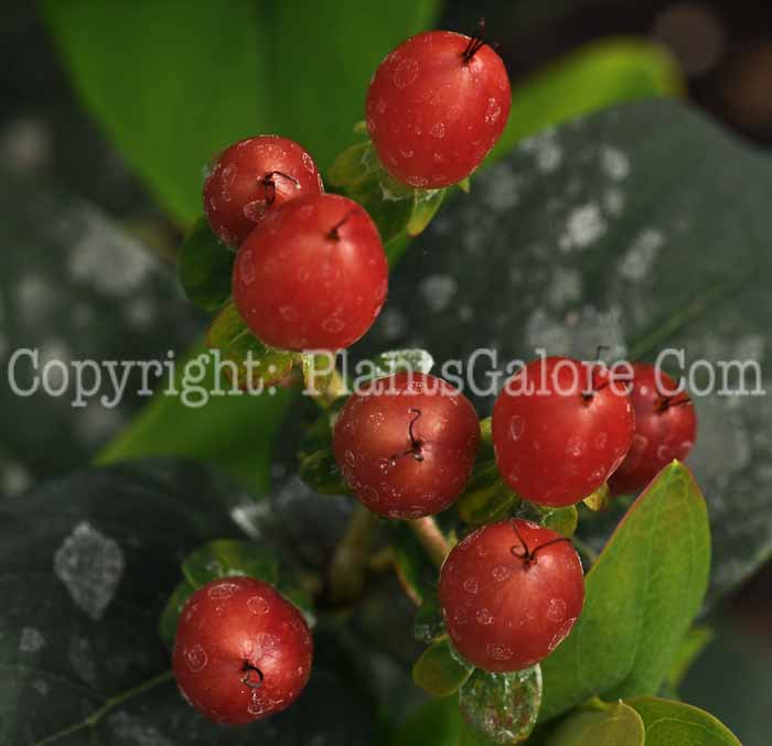 PGC-S-Hypericum-Ignite-Red-2010-005