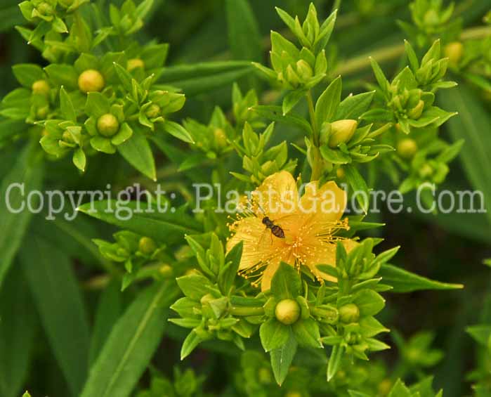 PGC-S-Hypericum-kalmianum-Ames-2010-03