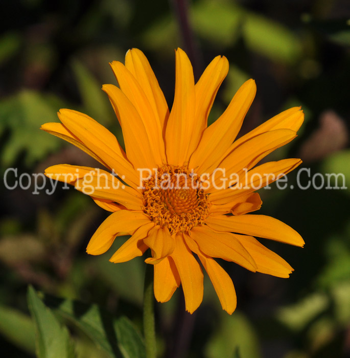 PGC-P-Heliopsis-helianthus-Summer-Nights-2010-005