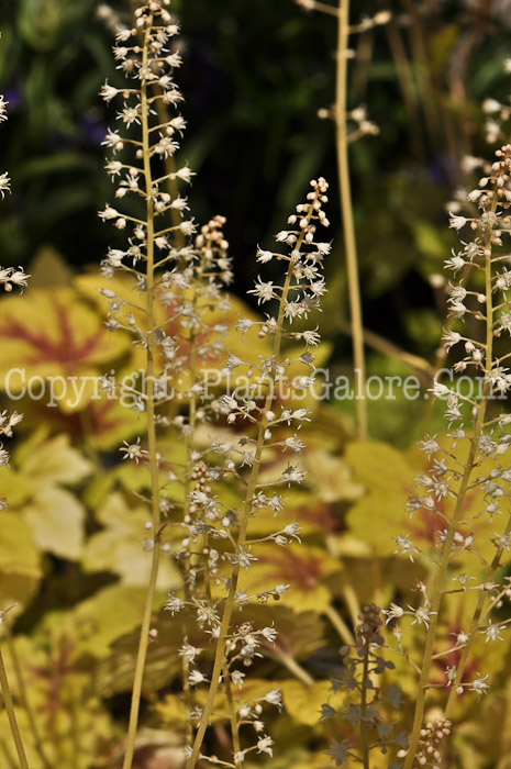 PGC-P-Heucherella-Golden-Zebra-05-2012-02