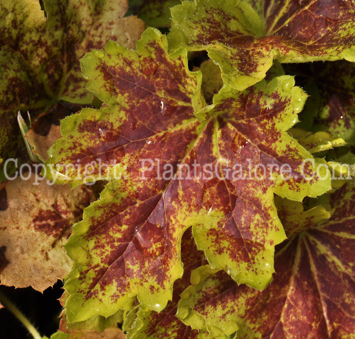 PGC-P-Heucherella-Solar-Power-MSU-2011-001