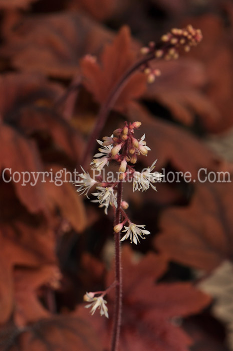 PGC-P-Heucherella-Sweet-Tea-03-2012-2