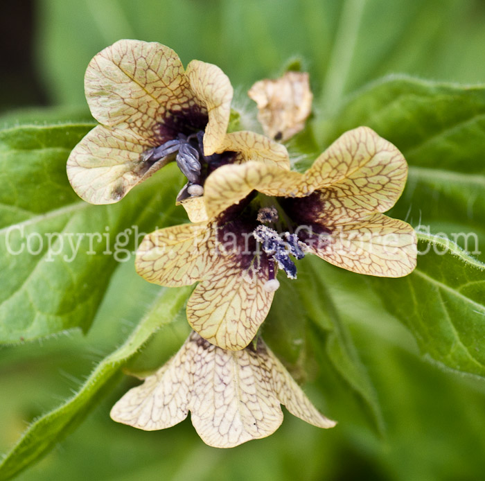 PGC-P-Hyoscyamus-niger-aka-Henbane-0614-1