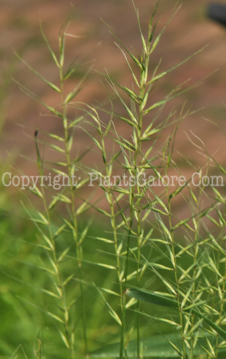 PGC-G-Hystrix-patula-aka-Bottlebrush-Grass-1