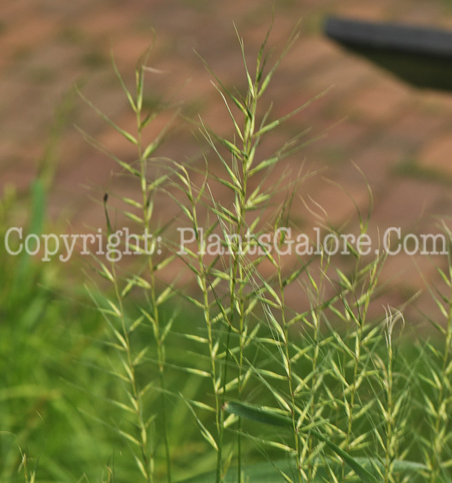 PGC-G-Hystrix-patula-aka-Bottlebrush-Grass-4