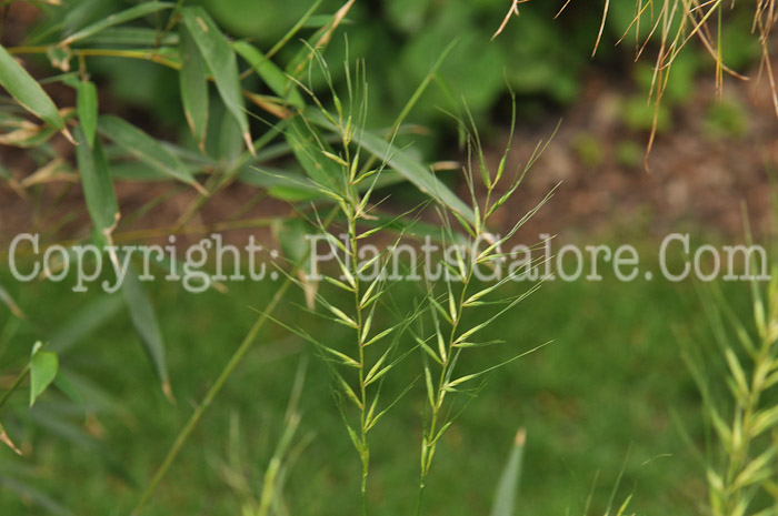 PGC-G-Hystrix-patula-aka-Bottlebrush-Grass-5