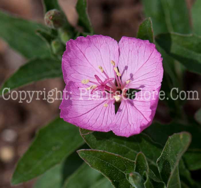 PGC-P-Oenothera-Glowing-Magenta-0514n-1